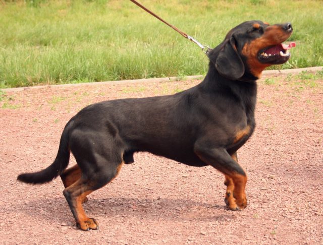 Black Forest Hound