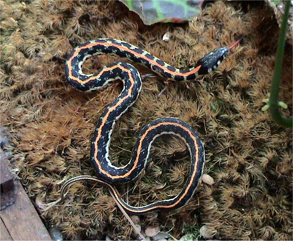 Black-Necked Garter Snake