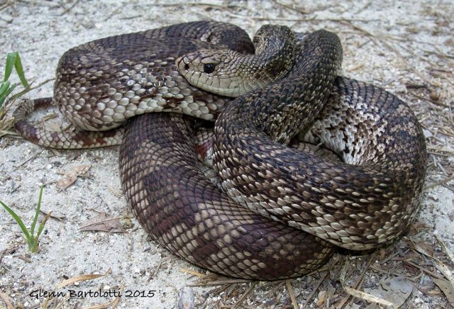 Black Pine Snake