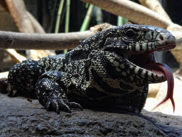 Black and White Tegu