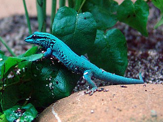 Blue Dwarf Gecko