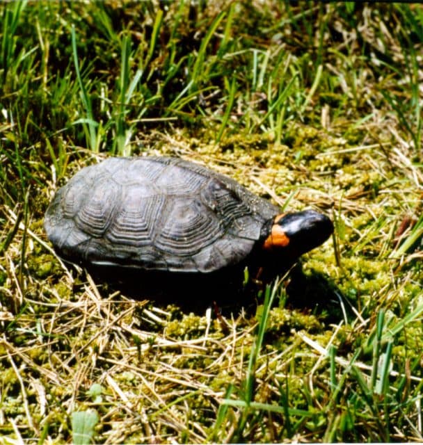 Bog Turtle