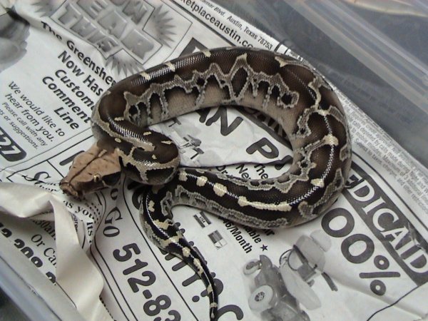 Borneo Short-Tailed Python