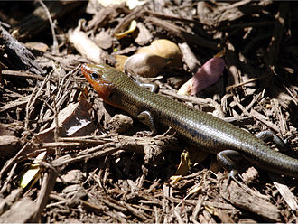 Broad-Headed Skink