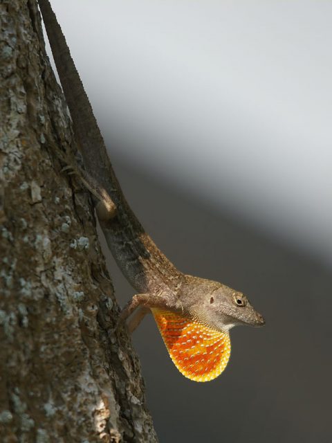 Brown Anole