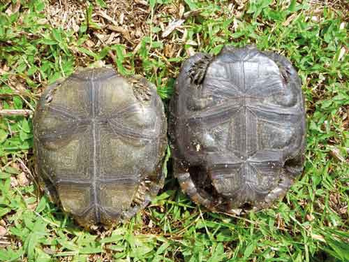 Burmese Brown Tortoise