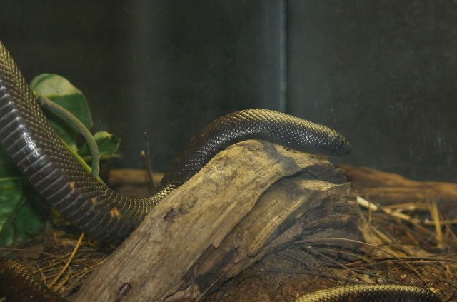 Calabar Python