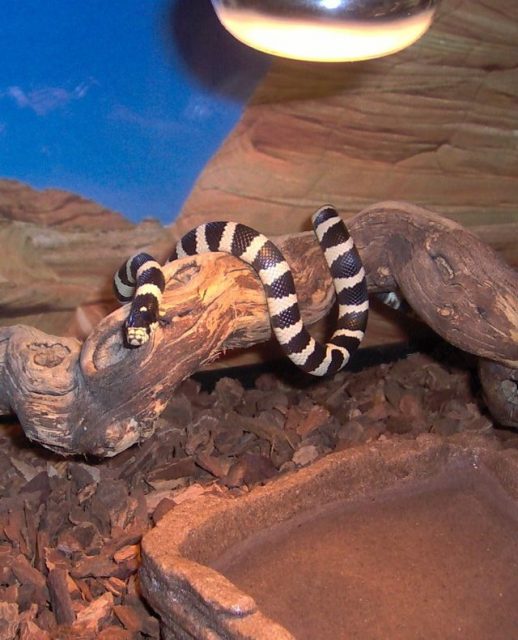 California Kingsnake