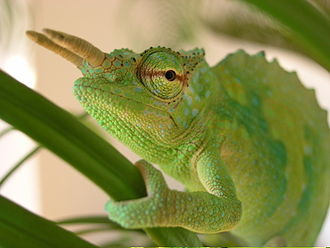 Cameroon Sail-Finned Chameleon