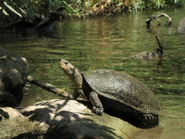 Caspian Turtle