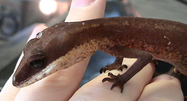 Cat Gecko/Malaysian Cat Gecko