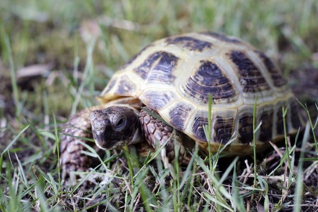 Central Asian Tortoise