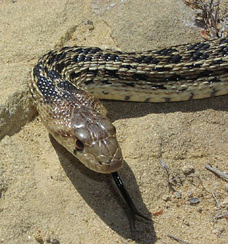 Channel Island Gopher Snake