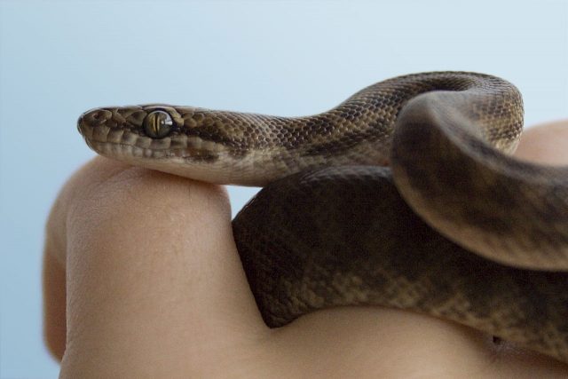 Children’s Python