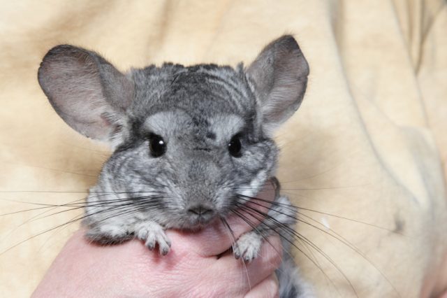 Chinchilla