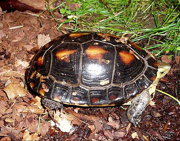 Chinese Box Turtle