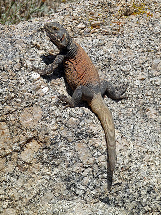 Chuckwalla