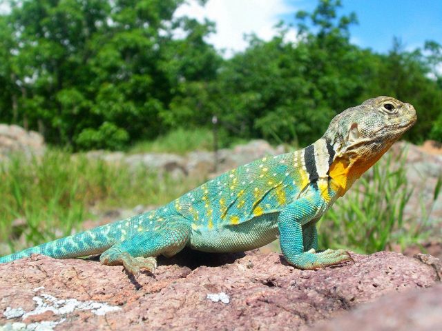 Collared Lizard