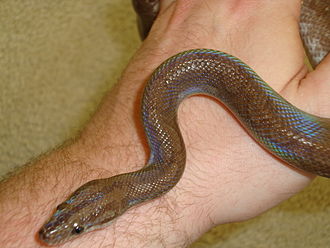 Colombian Rainbow Boa