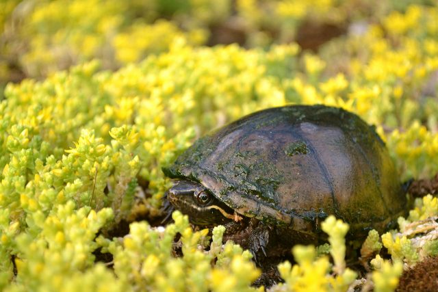 Common Musk turtle