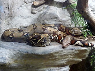 Common Boa