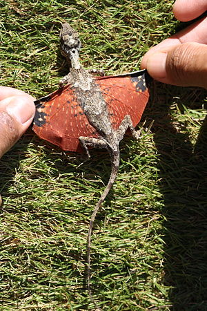 Common Gliding Lizard