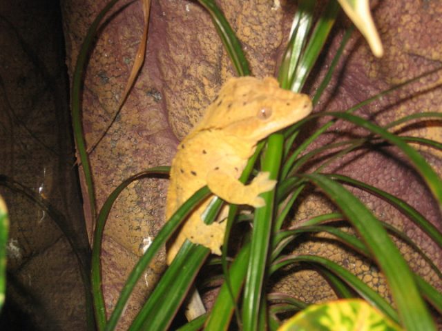 Crested Gecko