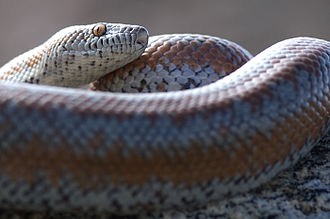 Desert Rosy Boa