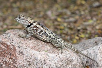 Desert Spiny Lizard