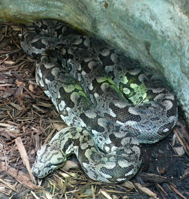 Dumeril’s Boa