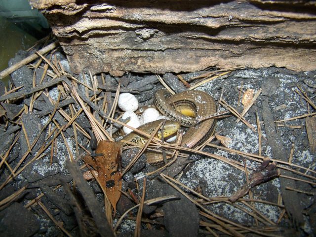 Eastern Glass Lizard