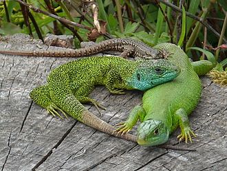 European Green Lizard