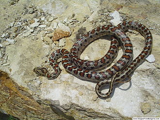 European Rat Snake