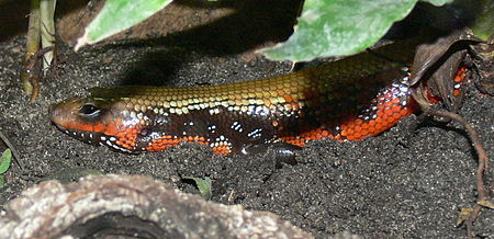 Fire Skink