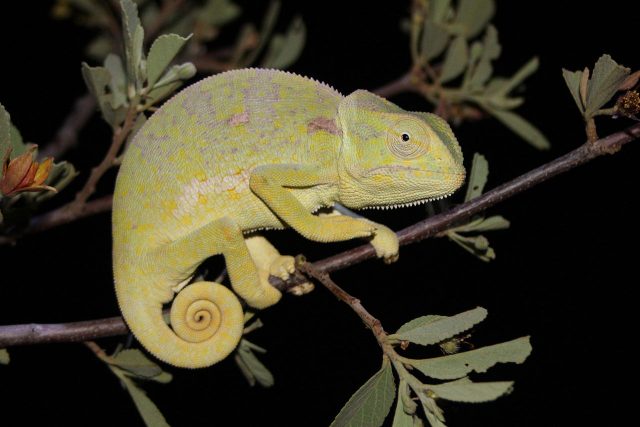 Flap-Necked Chameleon