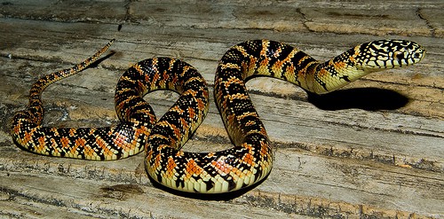 Florida Kingsnake