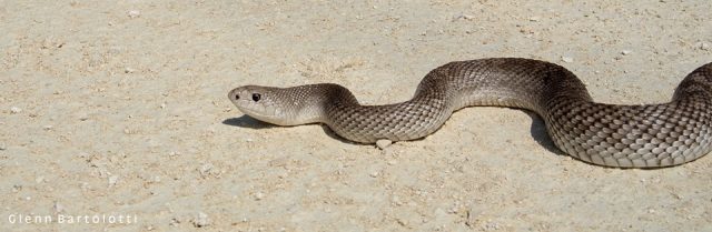 Florida Pine Snake