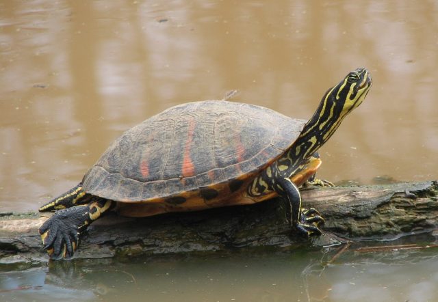 Florida Red-Bellied Turtle