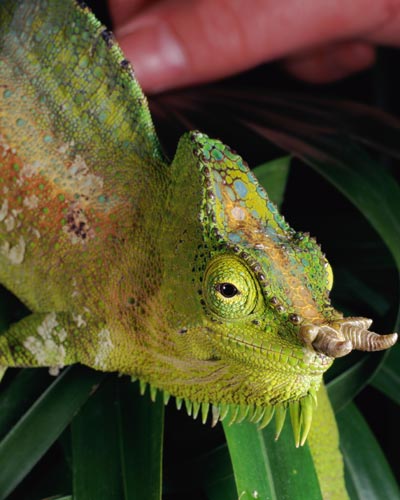 Four-Horned Chameleon