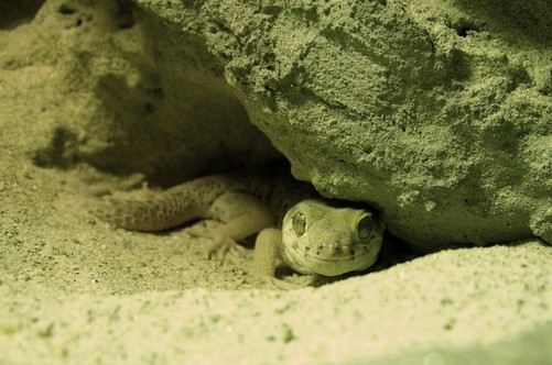 Frog-Eyed Gecko