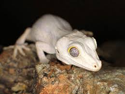 Gargoyle Gecko