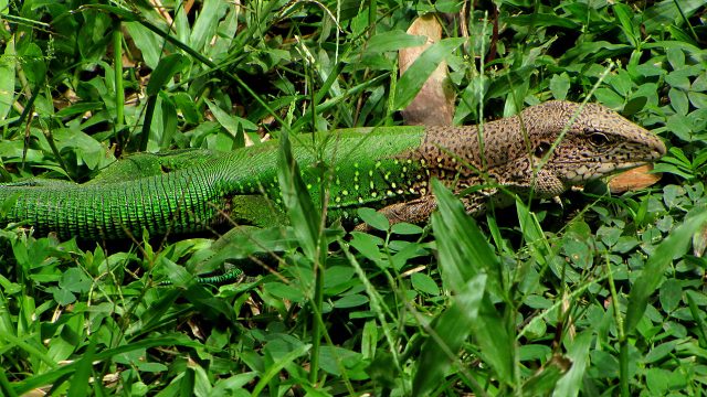 Giant Ameiva