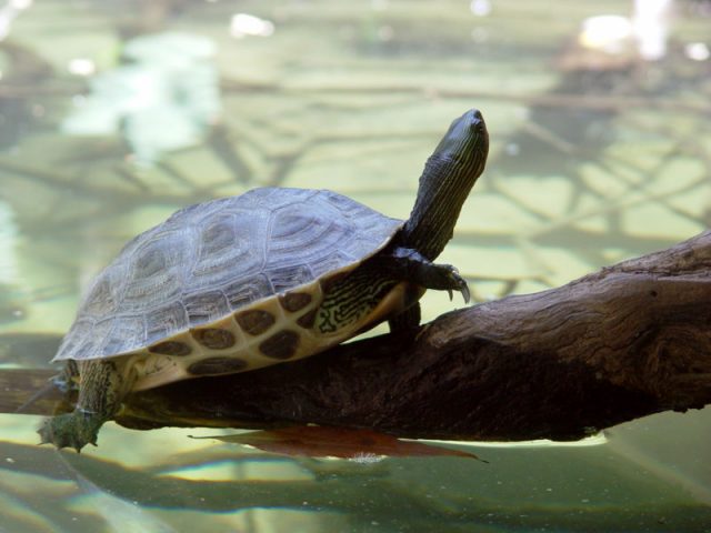 Golden Thread Turtle