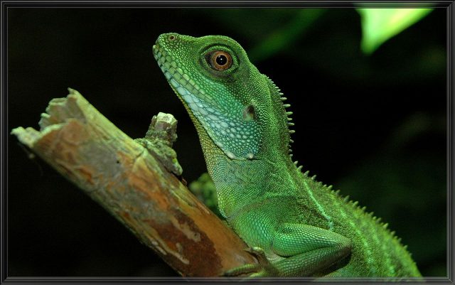 Green Water Dragon