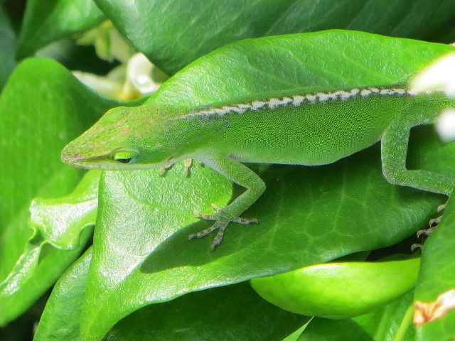 Green Anole