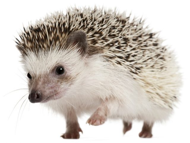 Hedgehog