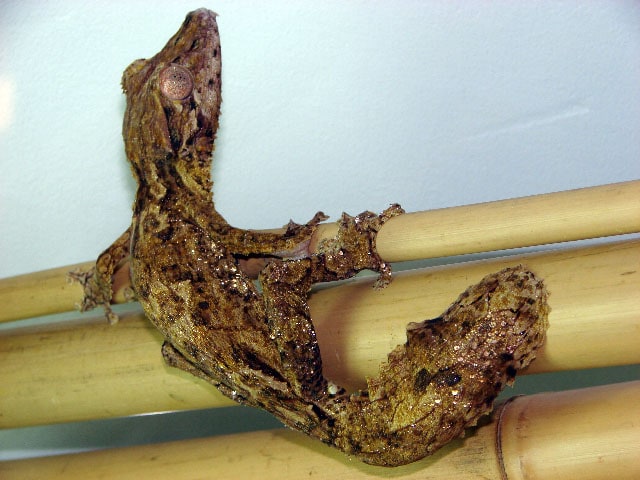 Henkel’s Leaf-Tailed Gecko