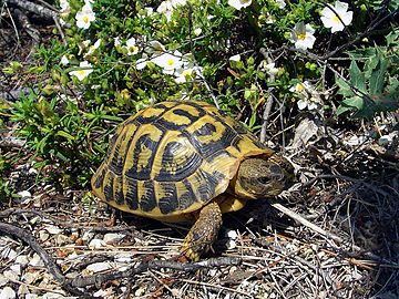 Herman’s Tortoise