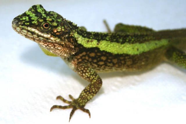 Himalayan Tree Dragon