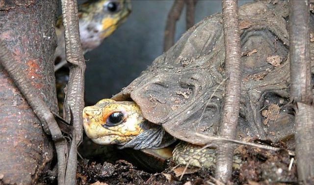 Home’s Hingeback Tortoise